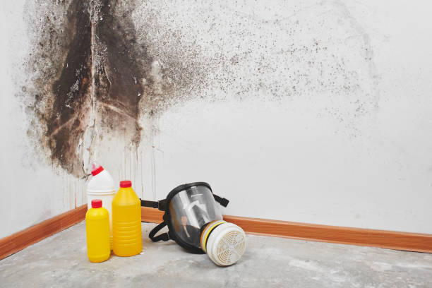 Best Emergency Mold Remediation in Dundee, NY