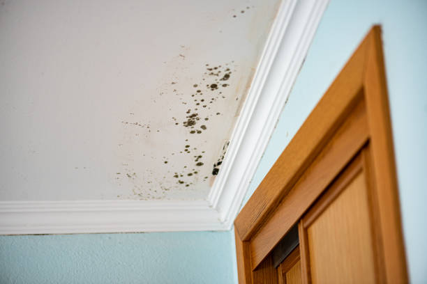 Professional Mold Remediation in Dundee, NY