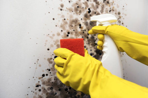 Best Attic Mold Remediation in Dundee, NY