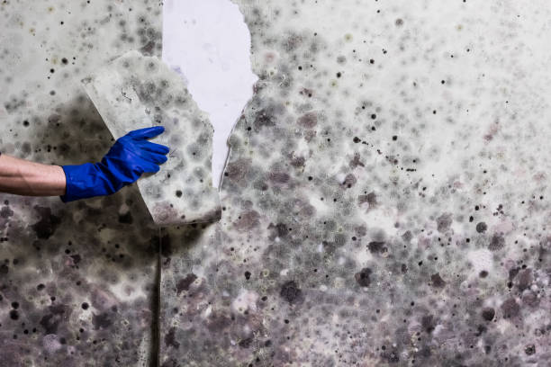 Best Kitchen Mold Remediation in Dundee, NY