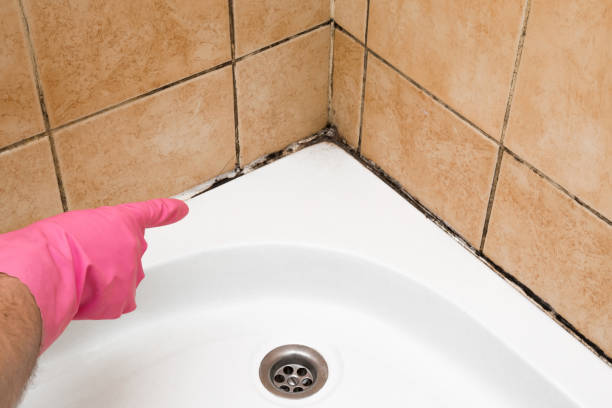  Dundee, NY Mold Removal Pros